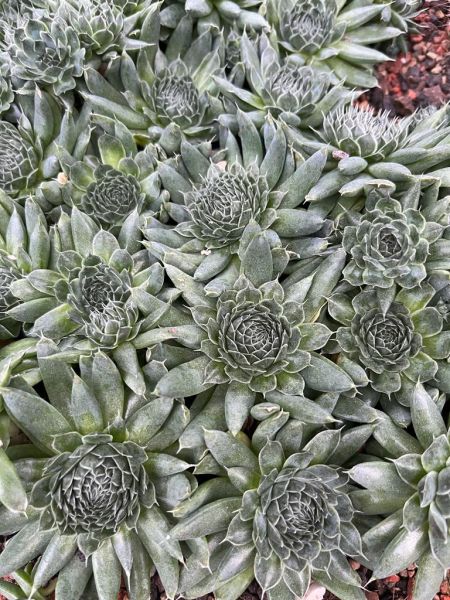 Orostachys spinosa