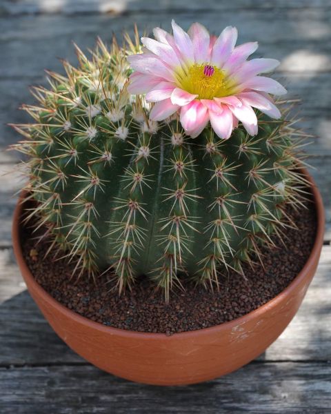 Notocactus roseoluteus