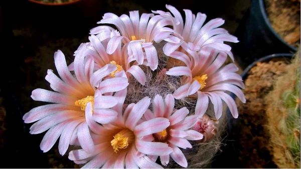 Mammillaria aureilanata