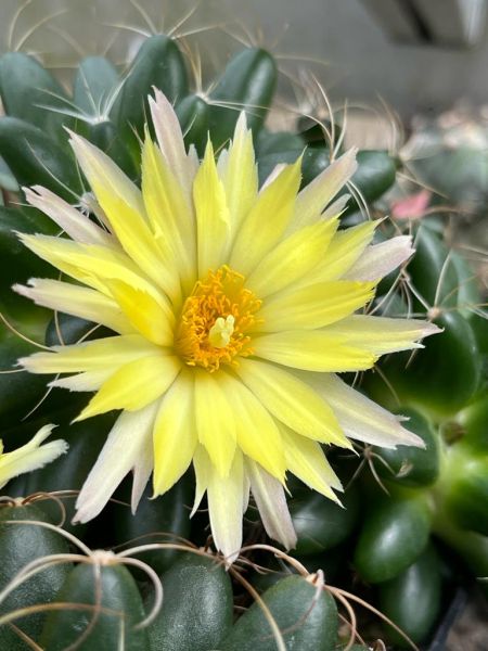 Mammillaria paulii