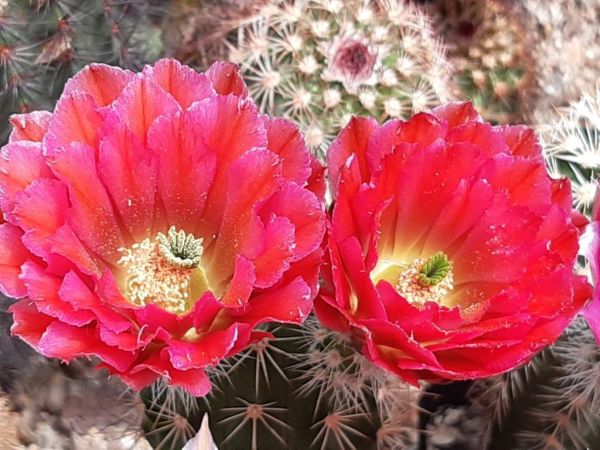 Echinocereus fabella (plomreichii) Hybrid