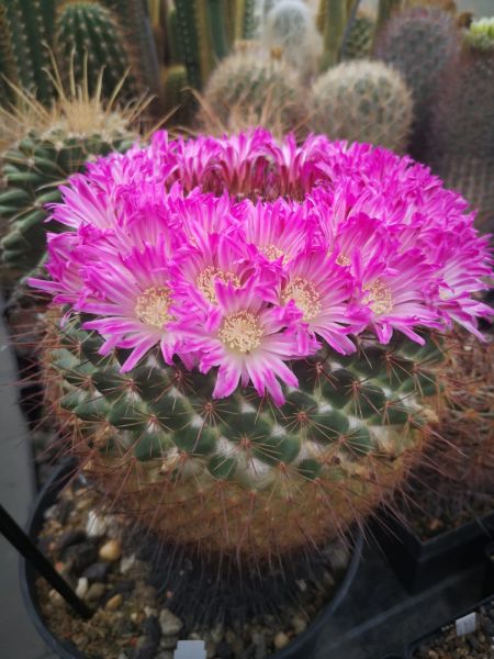 Mammillaria rubrograndis