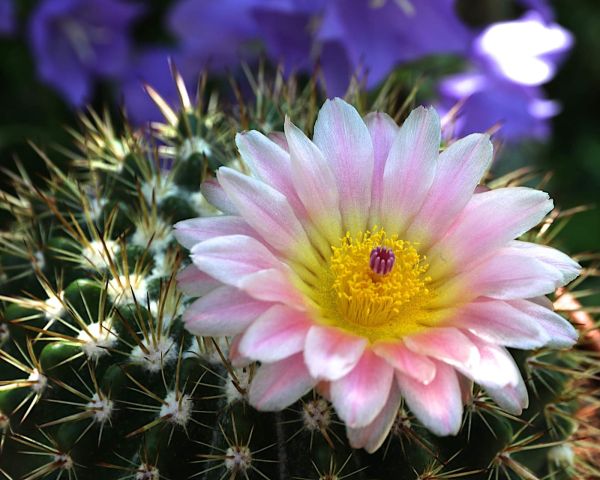 Notocactus roseoluteus