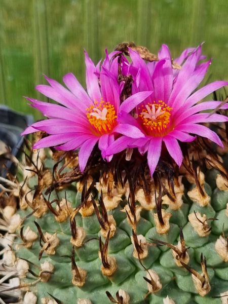 Turbinicarpus alonsoi