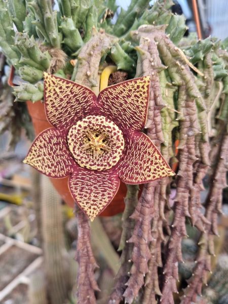 Stapelia (Orbea) variegata