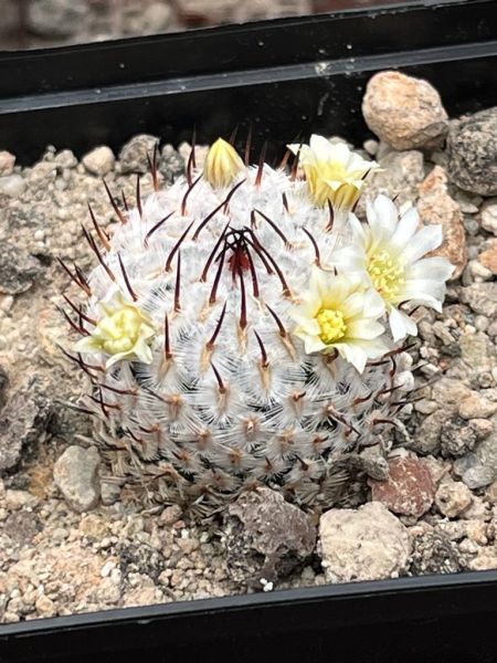 Mammillaria perezdelarosae ssp. andersoniana var. longispina-GCG12621