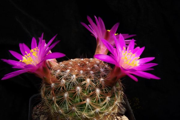 Mammillaria dehertiana ssp. dodsonii