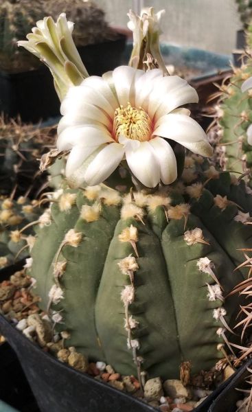 Gymnocalycium vatterii VOS 05-172