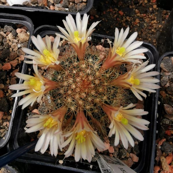 Mammillaria caretti