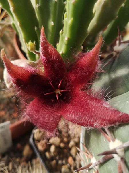 Stapelia hirsuta