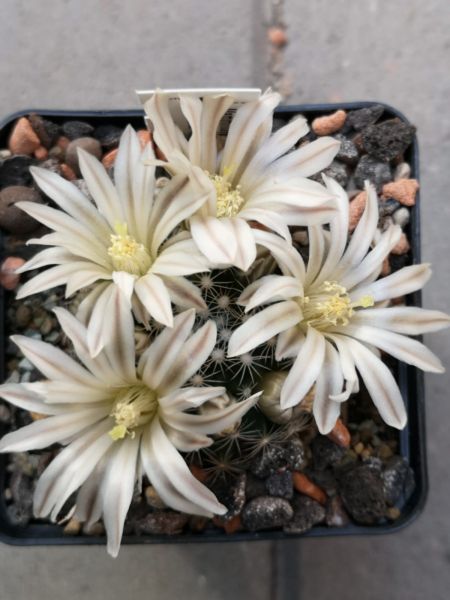 Mammillaria coahuilensis