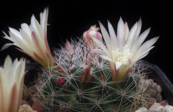 Mammillaria tezontle