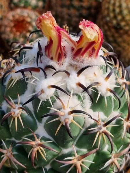 Coryphanta tripugionacantha