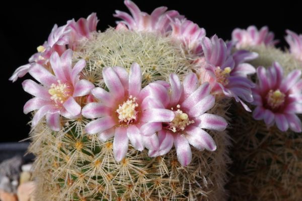 Mammillaria giselae