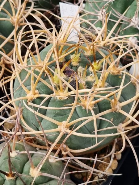 Gymnocalycium-armatum-JO-600