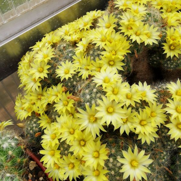 Mammillaria-baumii