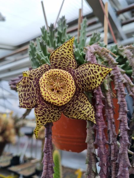 Stapelia (Orbea) variegata