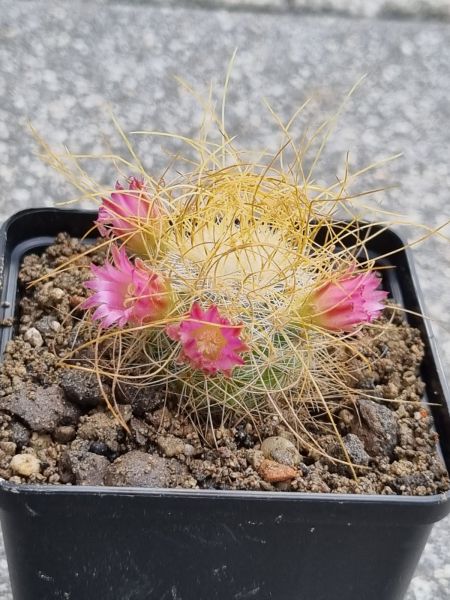 Mammillaria rekoi subs. leptacantha