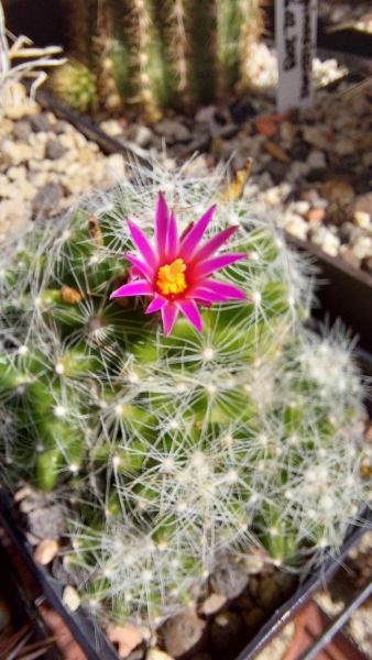 Mammillaria kraehenbuehlii