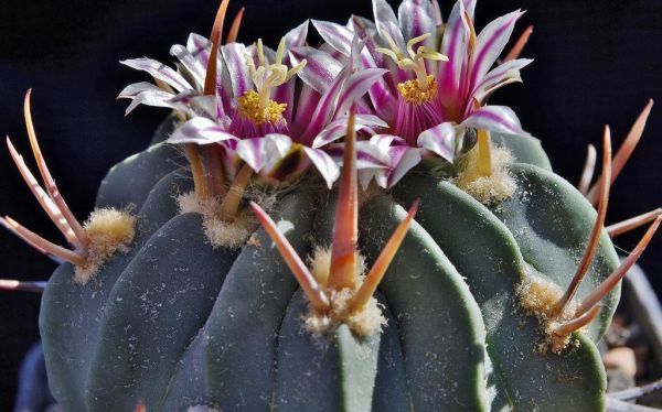 Stenocactus coptonogonus