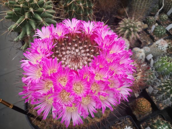 Mammillaria rubrograndis