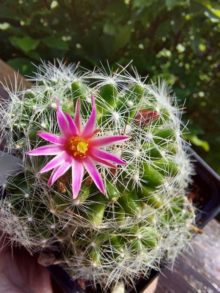 Mammillaria kraehenbuehlii