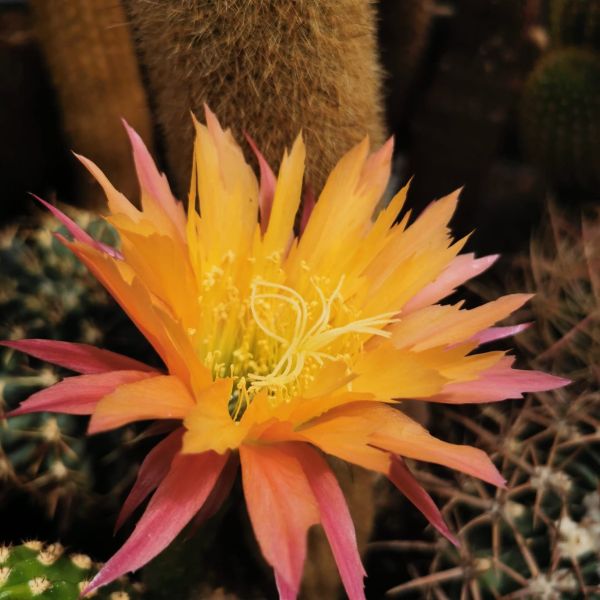 Trichocereus super APRIKOT