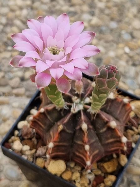 Gymnocalycium damsii var. tucavocense