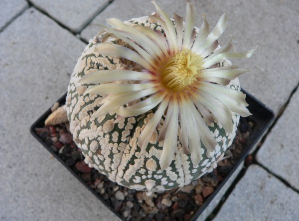 Astrophytum superkabuto