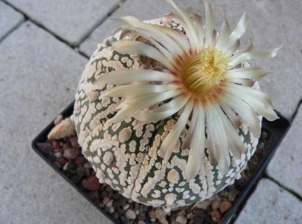 Astrophytum superkabuto