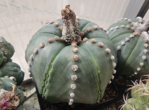 Astrophytum asterias var. nudum