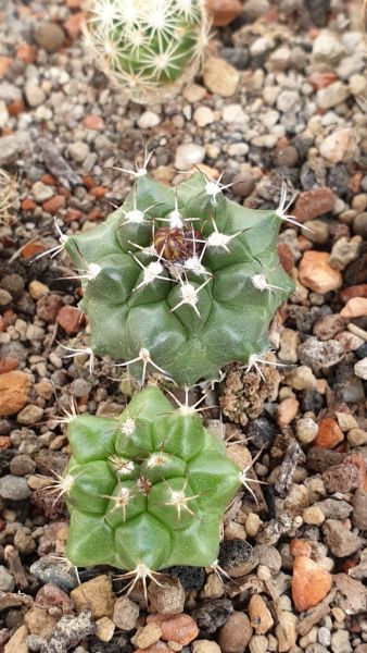 Turbinicarpus swobodae L 1499