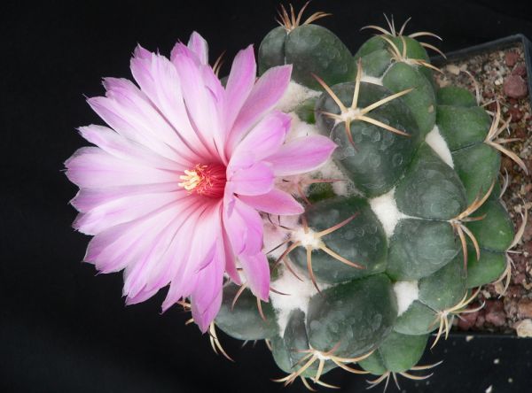 Coryphantha elephantidens