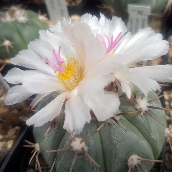 Echinocactus horizontalonius KM71