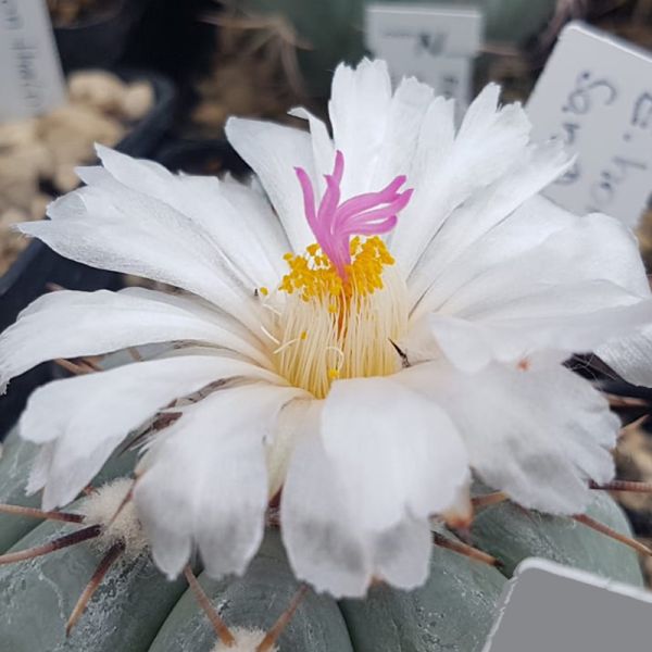 Echinocactus horizontalonius KM71