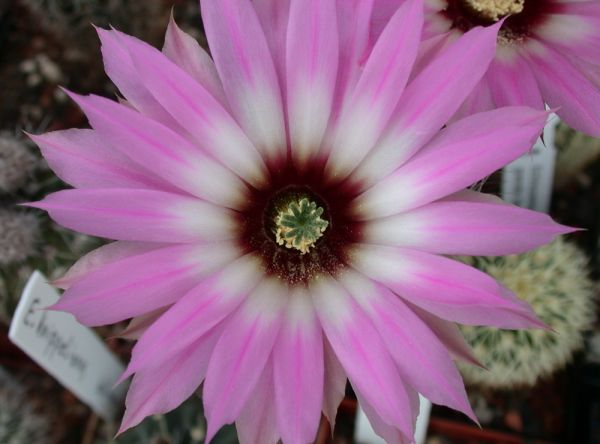 Echinocereus chisoensis