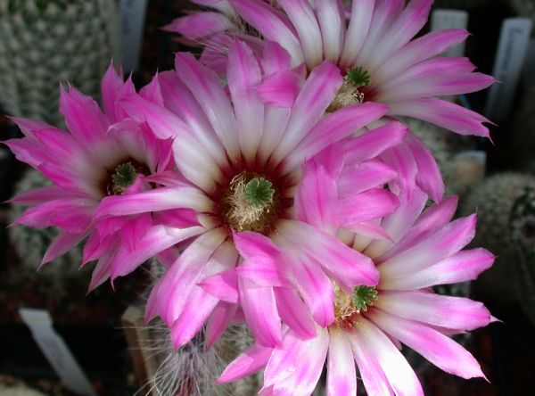 Echinocereus chisoensis