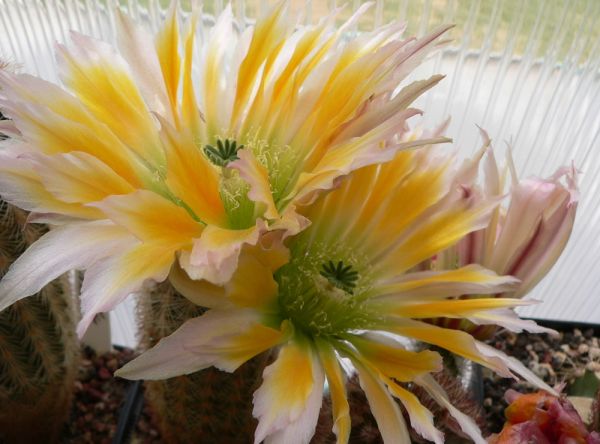 Echinocereus dasyacanthus BIG BEND