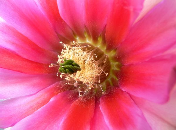 Echinocereus dasyacanthus (Lajitas)