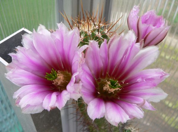 Echinocereus engelmannii Mable Canion