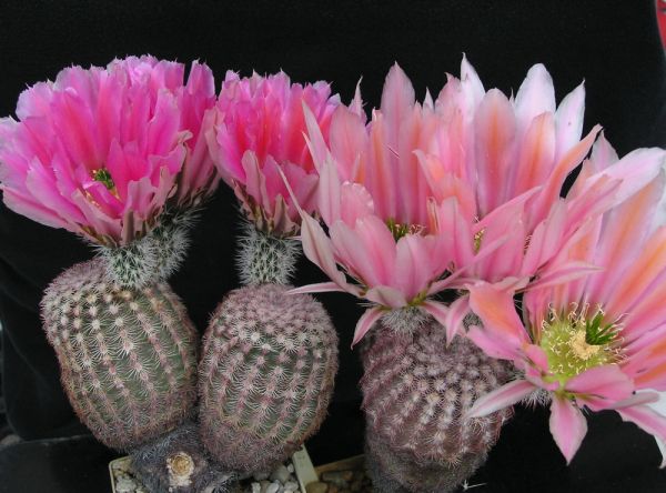 Echinocereus pectinatus - Ignacio