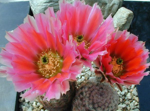 Echinocereus pectinatus - Ignacio