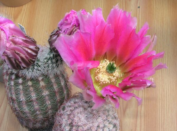 Echinocereus pectinatus - Ignacio