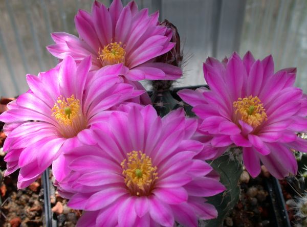 Echinocereus pulchellus var. acanthosetus