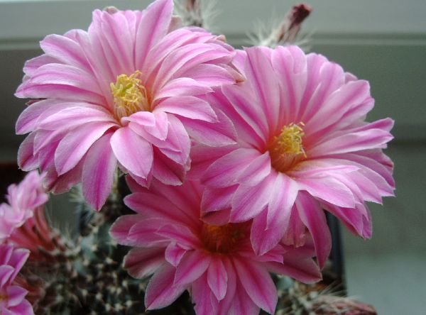 Echinocereus pulchellus var. acanthosetus