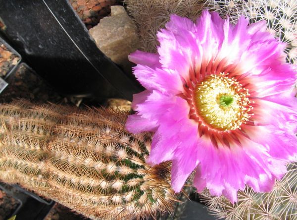 Echinocereus reichenbachii var. bayleyi