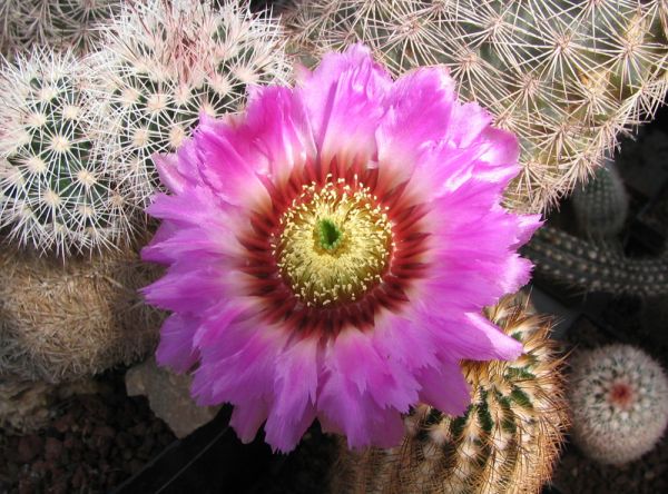 Echinocereus reichenbachii var. bayleyi