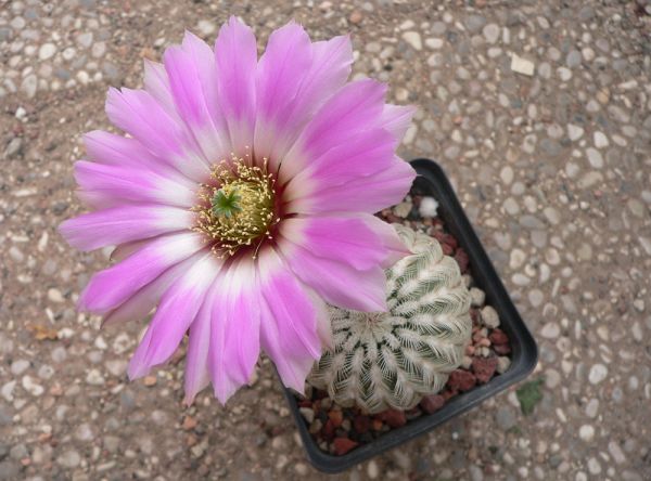 Echinocereus reichenbachii var. oklahomensis  helle Bedornung