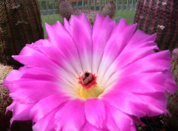 Echinocereus rigidissimus v. rubrispinus L088