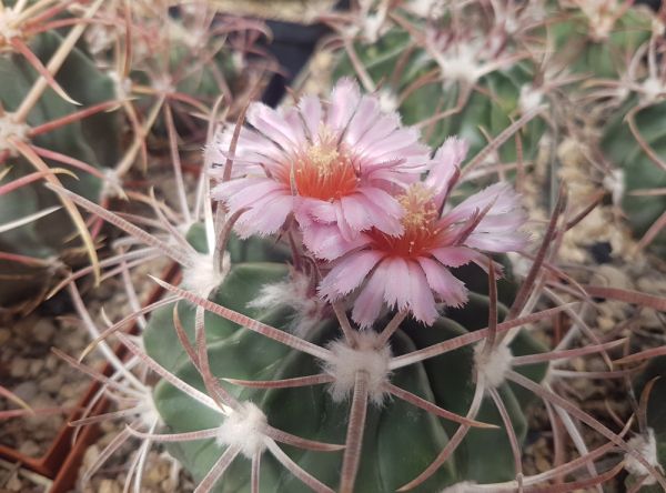 Echinocactus texensis JO 493